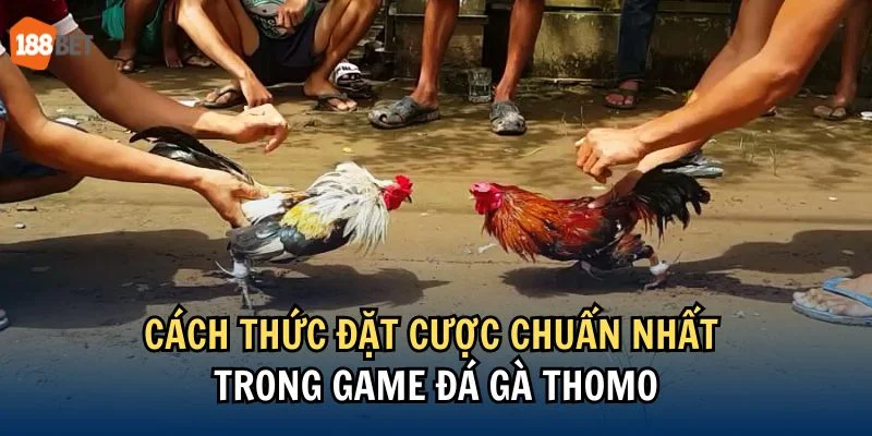 Kinh nghiệm của chuyên gia trong đá gà là chìa khóa làm nên thành công cho ván chơi.